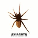 AXIAGATA - Insecta ()