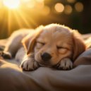 Radio musical para perros & Domingo por la tarde & Suave al aire libre - Vibraciones De Pawsitive Con Lofi ()